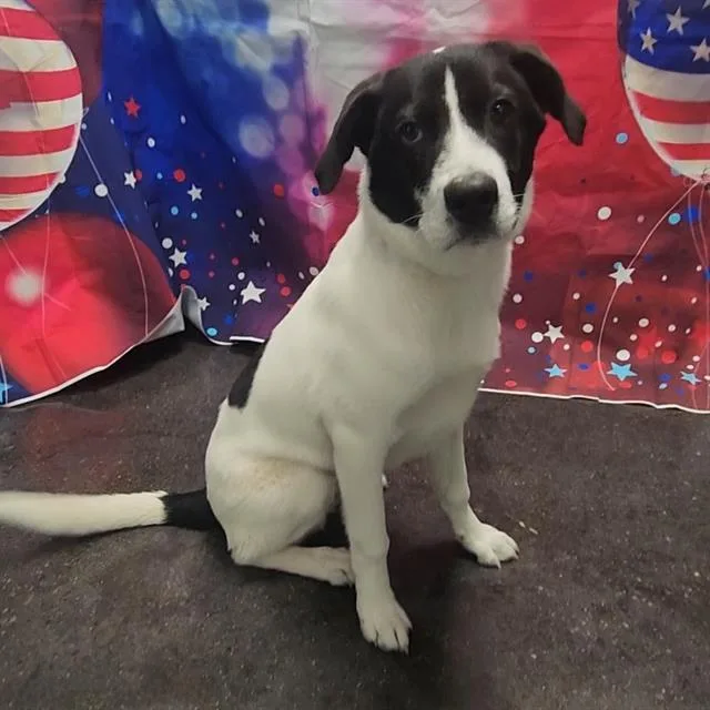 A young medium-sized male Border Collie dog named Bubba for adoption in Wylie, TX