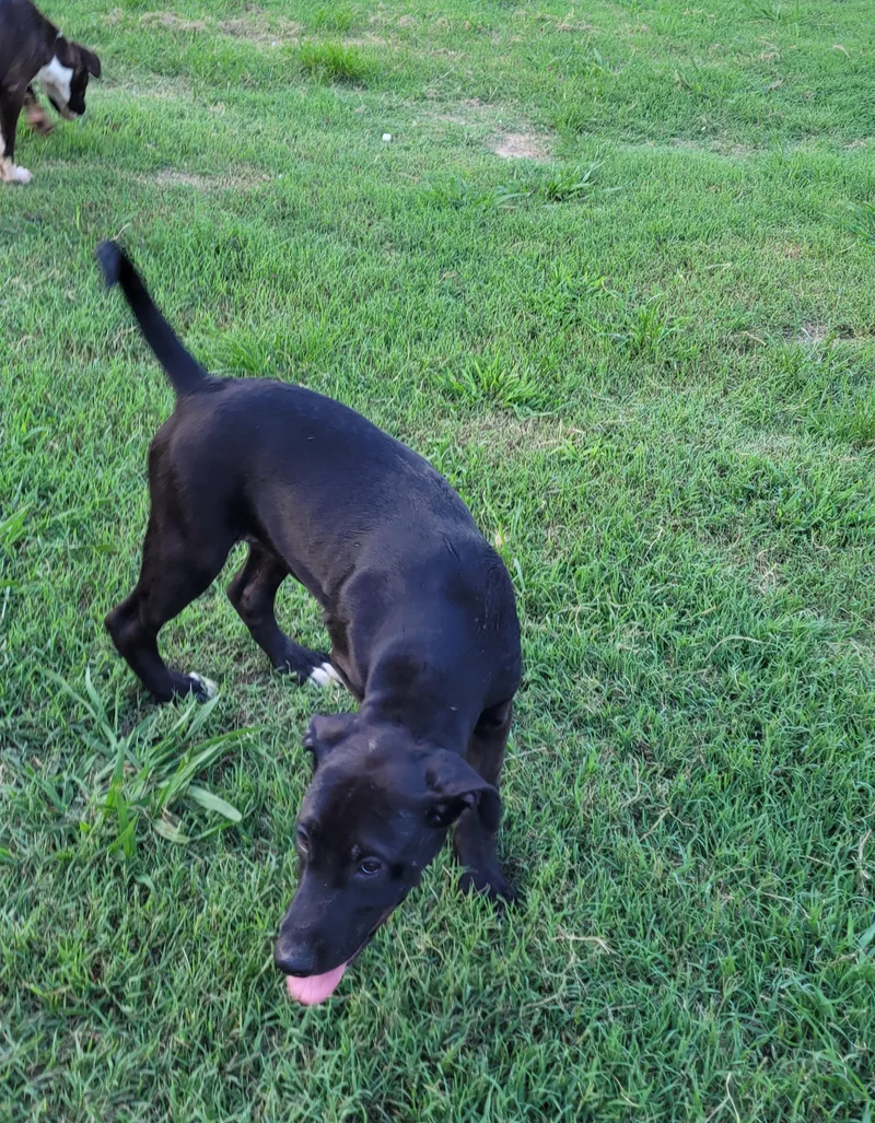 Poppy Sue thumbnail 3