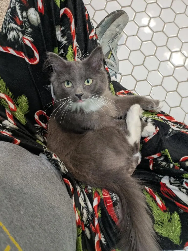 A baby small-sized male Domestic Medium Hair cat named Greyson for adoption in Minneapolis, MN