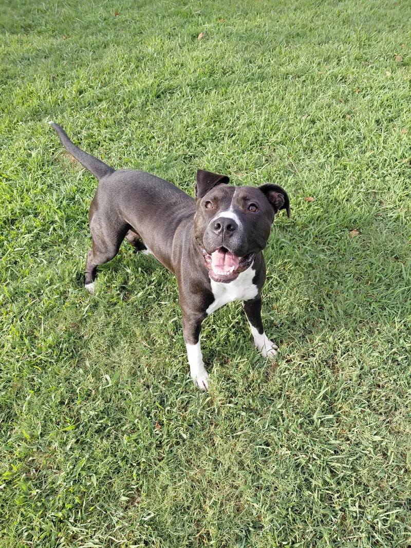 A young medium-sized male Pit Bull Terrier dog named Champy for adoption in Huntsville, AL
