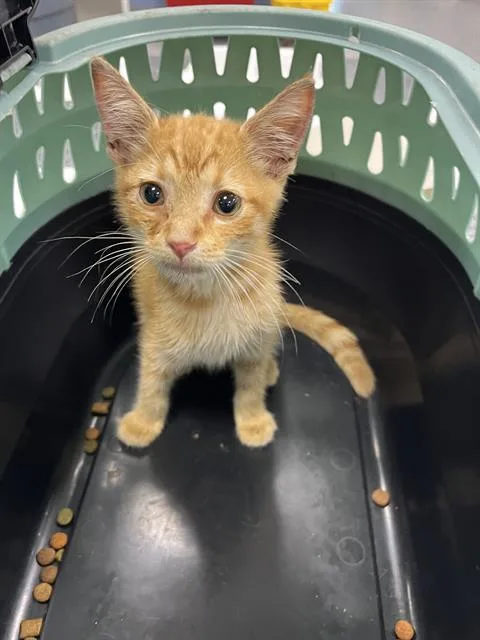 A baby small-sized male Domestic Short Hair cat named Aquarius for adoption in Palmetto, FL