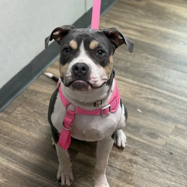 A young medium-sized female Pit Bull Terrier dog named Kaia for adoption in San Diego, CA