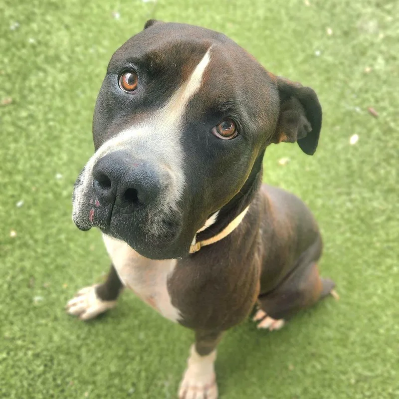 An adult extra large-sized male Pit Bull Terrier dog named Bumblebee for adoption in Austin, TX