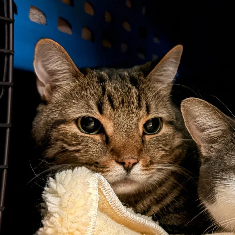 A senior extra large-sized male Domestic Short Hair cat named Buddy for adoption in Fairport, NY