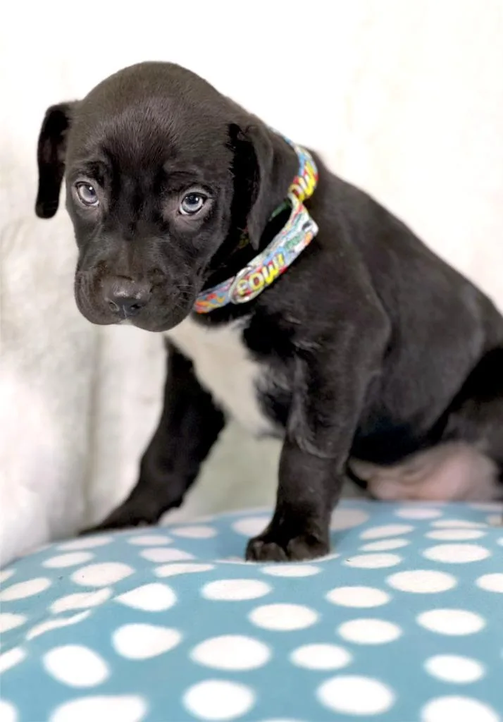 A baby medium-sized male Mixed Breed dog named Sandwich Litter  Philly for adoption in Savage, MN