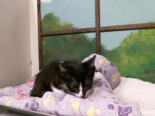 A baby small-sized male Domestic Short Hair cat named Loki for adoption in Houston, TX