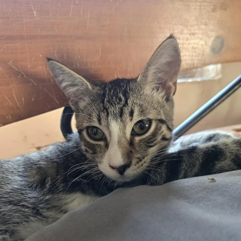 A baby medium-sized male White Domestic Short Hair cat named Casanova INDOOR ONLY for adoption in Stockton, CA