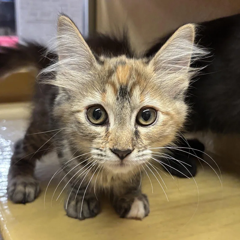 A baby medium-sized female Domestic Long Hair cat named Shirley for adoption in Sonora, CA