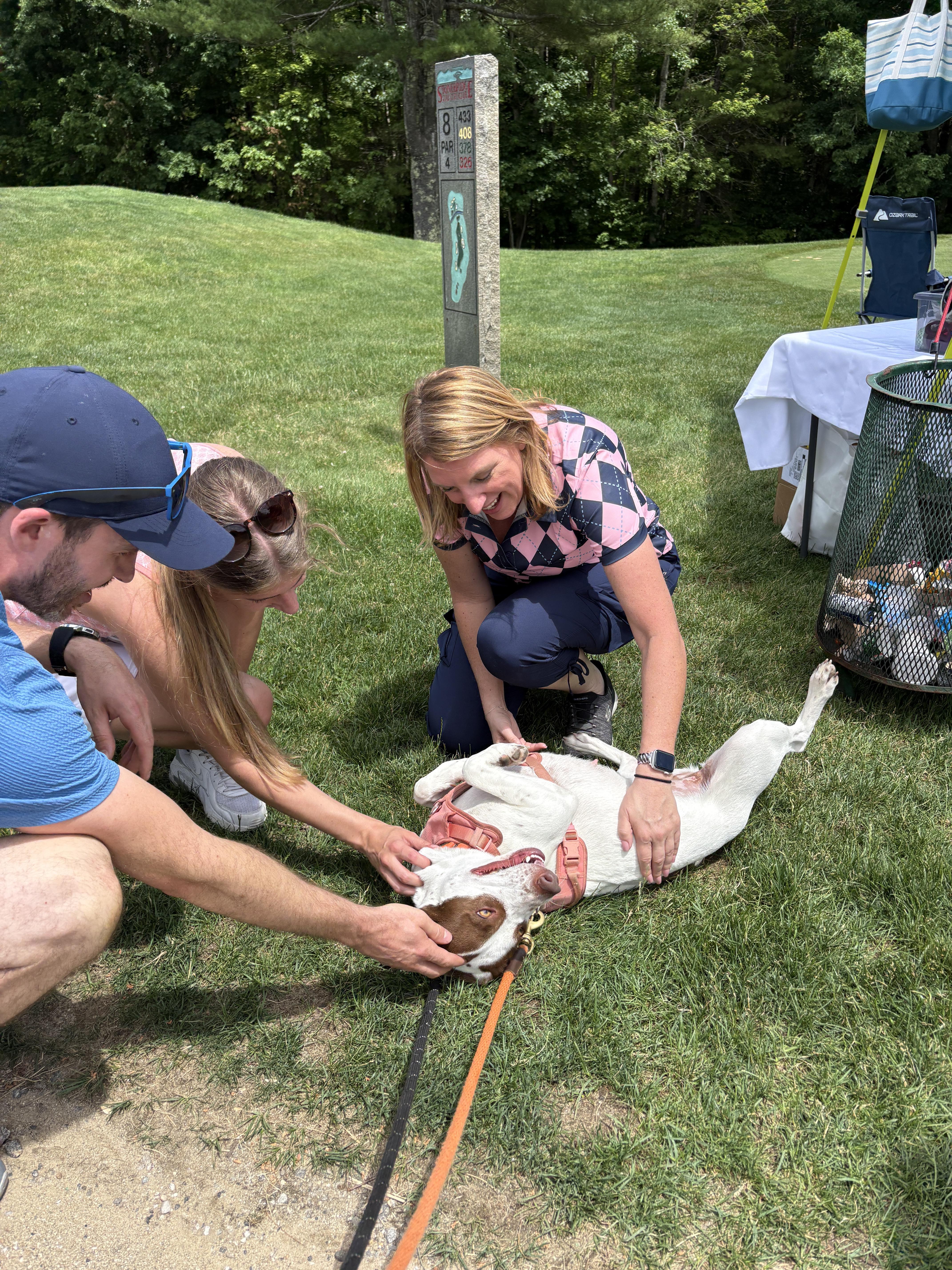 A young medium-sized female Bicolor English Pointer dog named Darcy for adoption in New Boston, NH