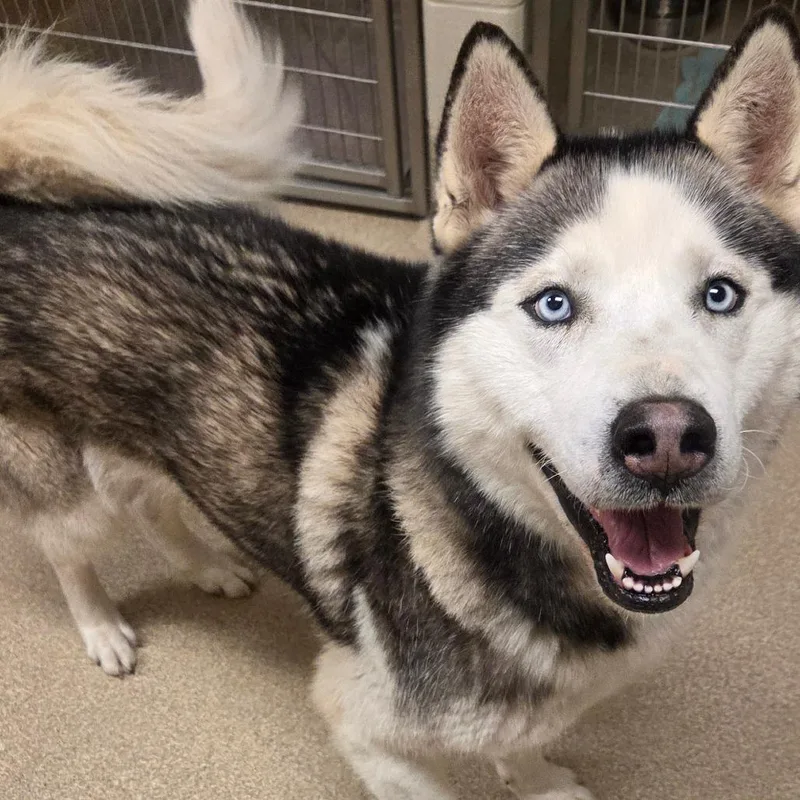 An adult large-sized male Black Husky dog named Miles for adoption in Bristol, IN