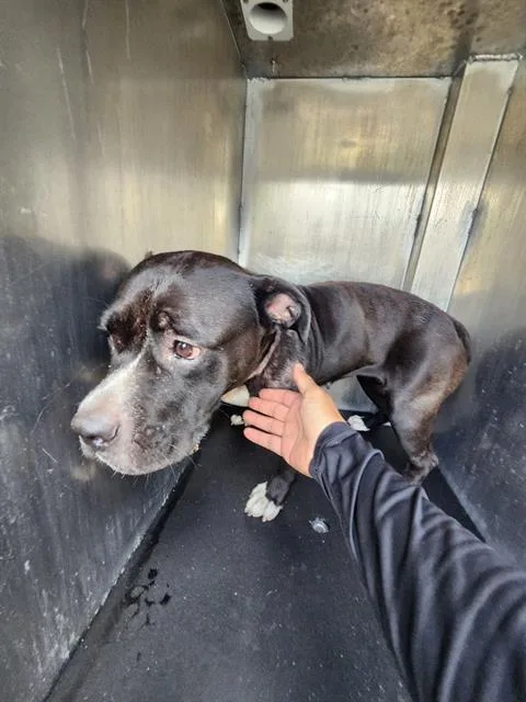 A young medium-sized female American Staffordshire Terrier dog named Maxxy for adoption in San Antonio, TX