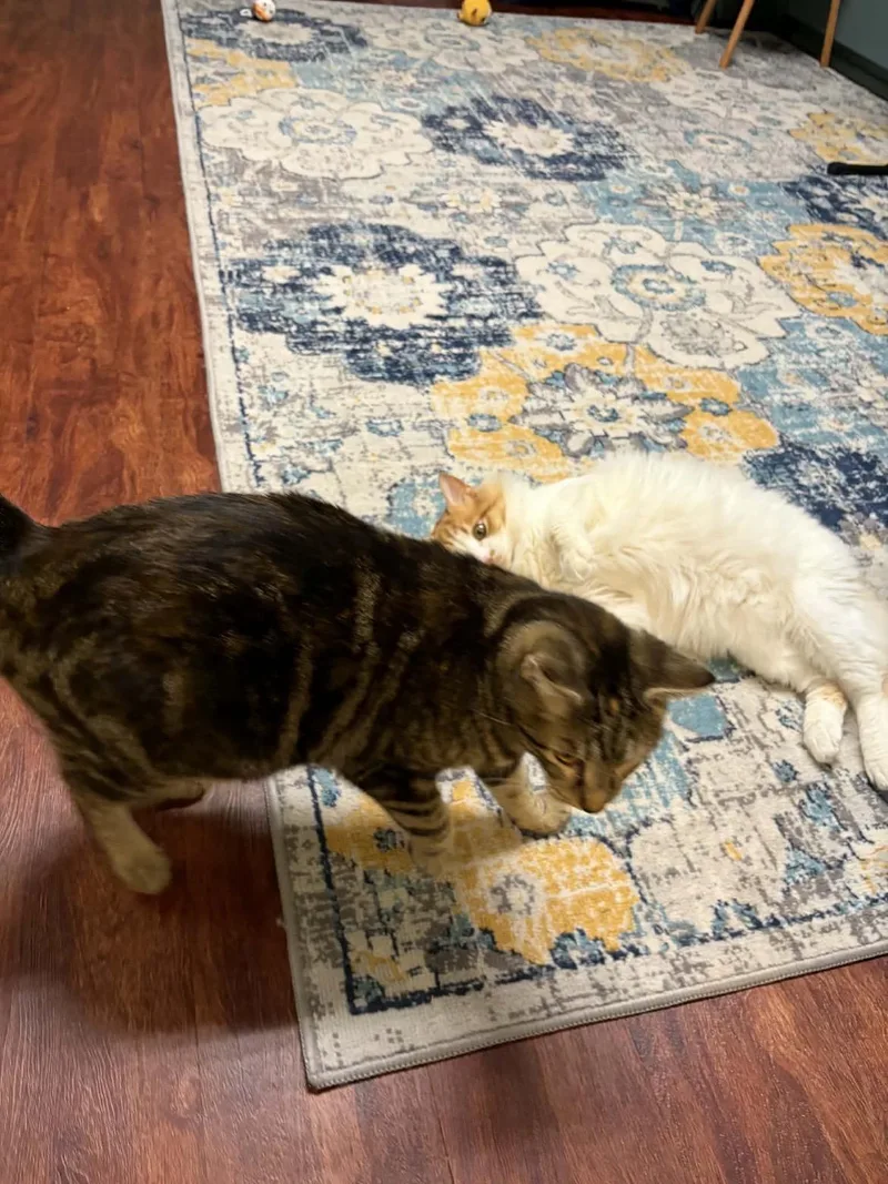 A young large-sized female Domestic Short Hair cat named Mamacita for adoption in Randolph, AL