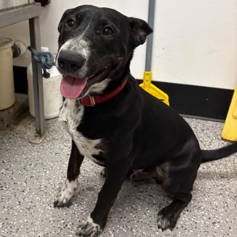 A young medium-sized male Black Cattle Dog dog named Stray on Coronado Center_ for adoption in Henderson, NV
