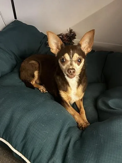 An adult small-sized male Chihuahua dog named Lionel for adoption in New Orleans, LA