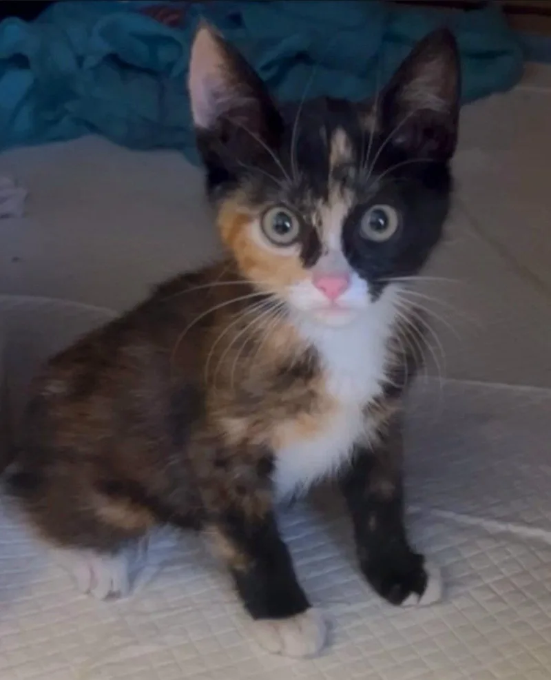 A baby medium-sized female Calico cat named Tiana for adoption in Campbell, CA