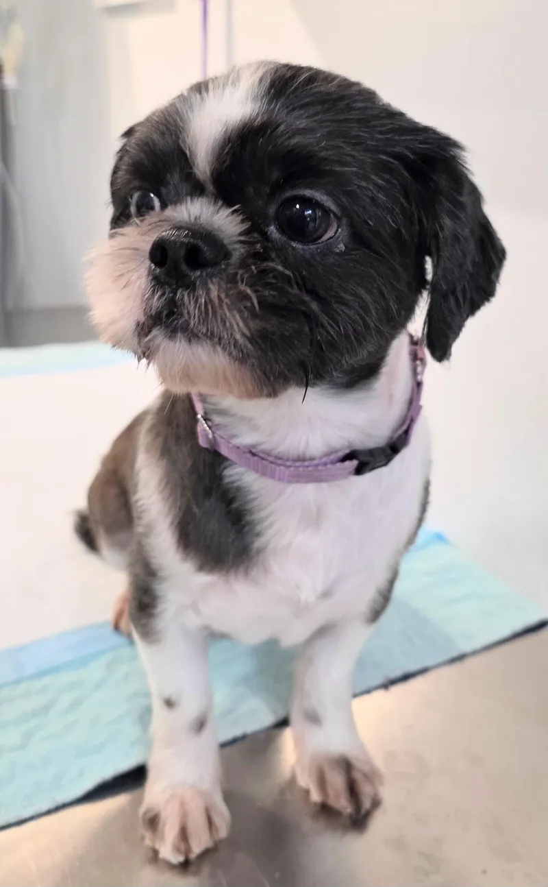 An adult small-sized male Shih Tzu dog named Koko for adoption in New York, NY