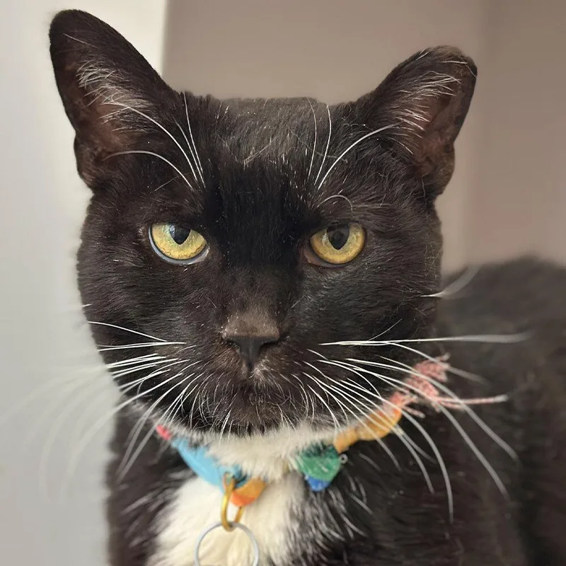 A senior small-sized female Domestic Short Hair cat named Abira for adoption in Port Washington, NY
