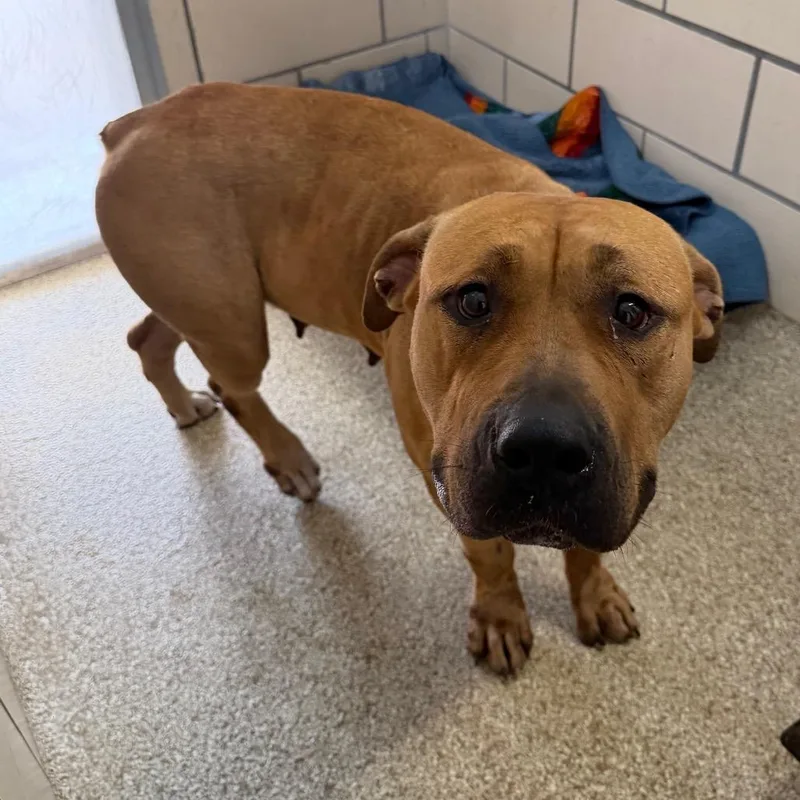 An adult large-sized female Yellow / Tan / Blond / Fawn Boerboel dog named "Barbie" for adoption in Perkiomenville, PA