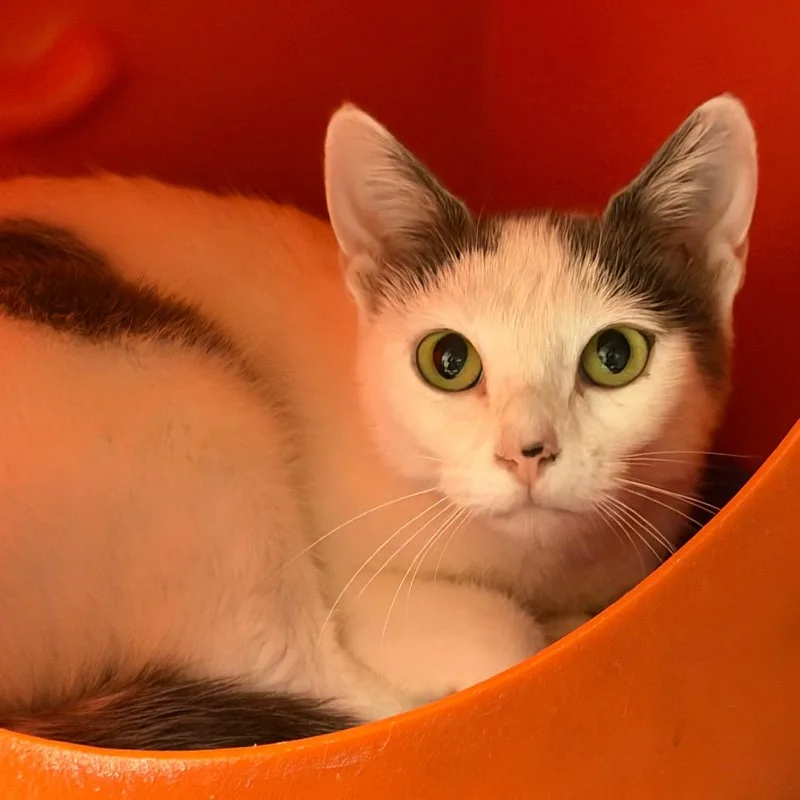 A young medium-sized female White Domestic Short Hair cat named Little Mama for adoption in Waukesha, WI