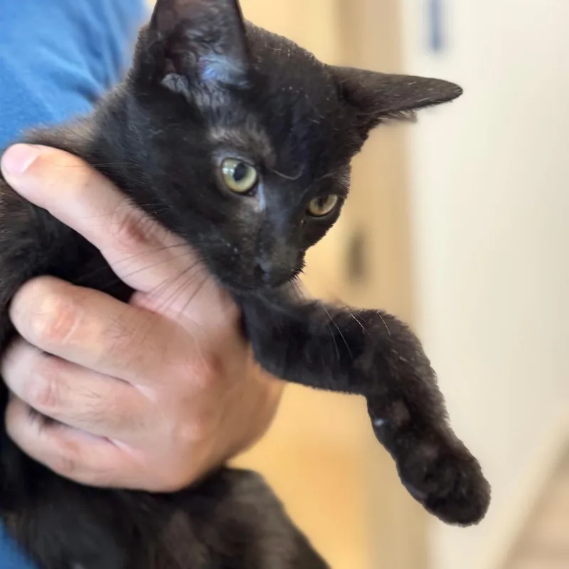 A baby small-sized male Black Domestic Short Hair cat named Hershey City Of Industry for adoption in Chino Hills, CA