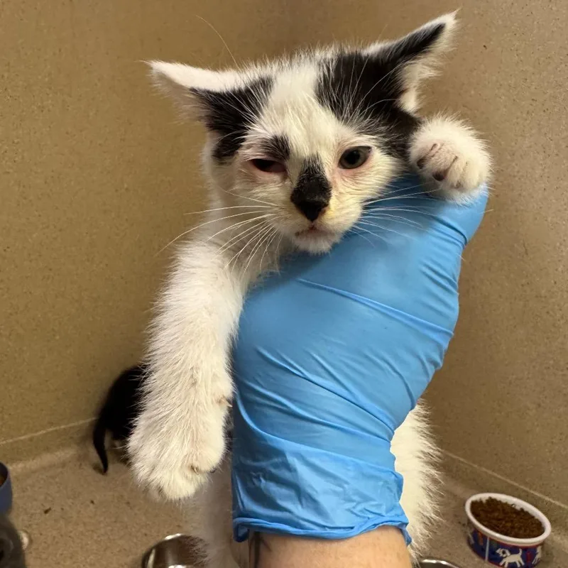 A baby small-sized male Black Domestic Short Hair cat named Epico for adoption in Pekin, IL