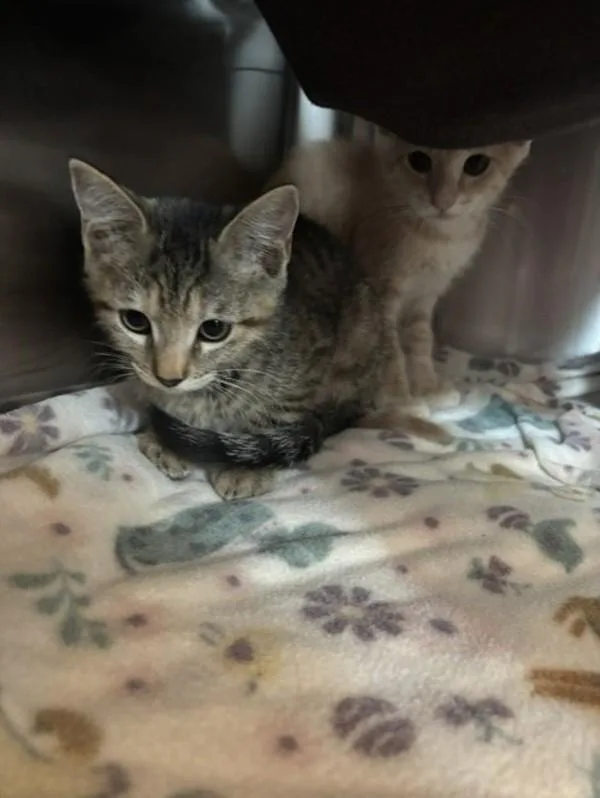 A baby small-sized female Domestic Short Hair cat named Sprout for adoption in Santa Rosa, CA