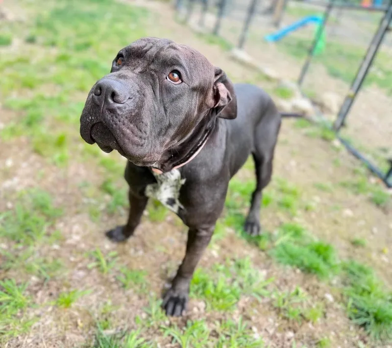 Hank thumbnail 2