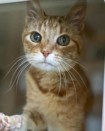 A senior medium-sized female Domestic Short Hair cat named Mary for adoption in Pequot Lakes, MN