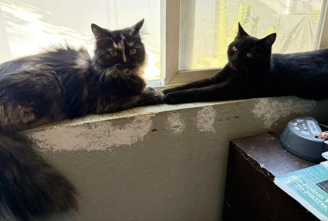 A baby medium-sized female Persian cat named Amber & Jaguar  for adoption in Sherman Oaks, CA