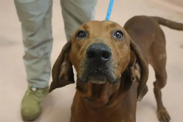 An adult large-sized male Mixed Breed dog named Fuse for adoption in Columbia, SC