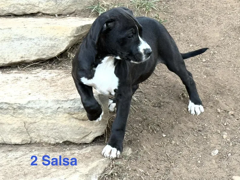 Salsa thumbnail 4
