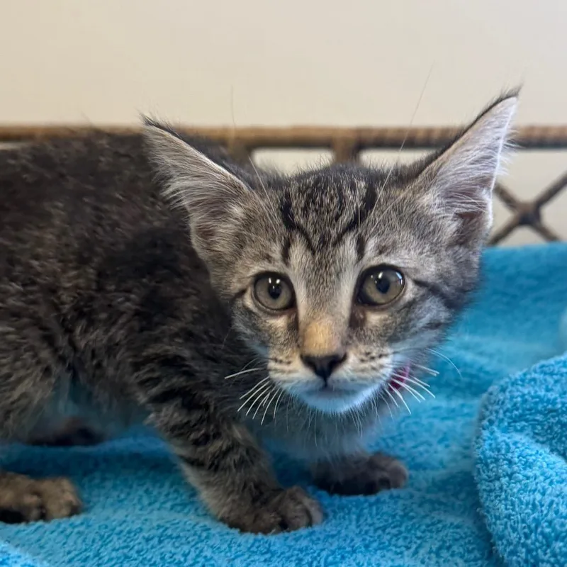 A baby small-sized female Brown / Chocolate Domestic Short Hair cat named Butter for adoption in Houston, TX