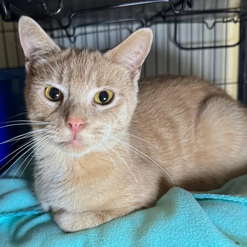 A baby medium-sized male Domestic Short Hair cat named Kit Kit for adoption in Saginaw, MI