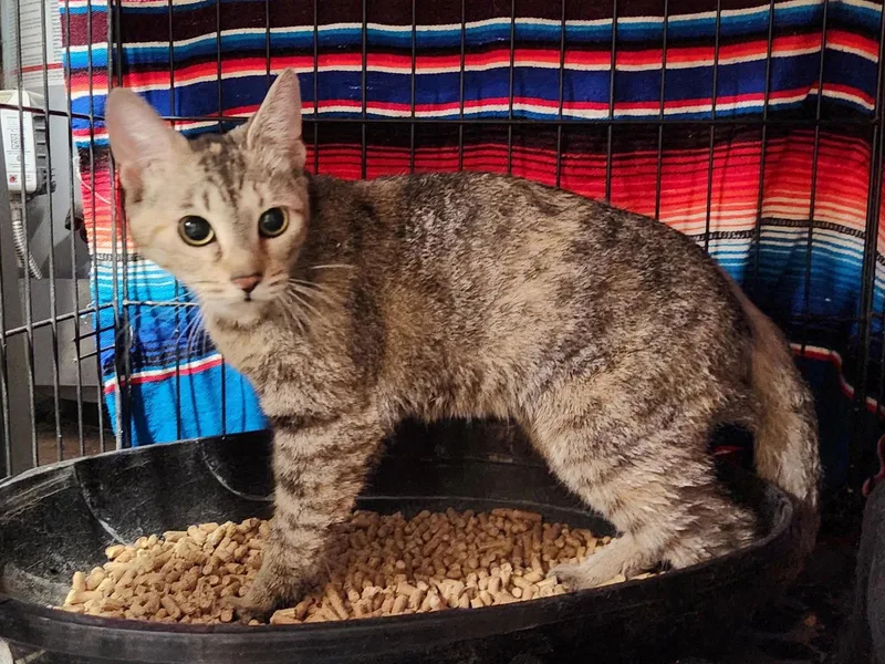A young medium-sized female Domestic Short Hair cat named Juliet for adoption in Allentown, PA