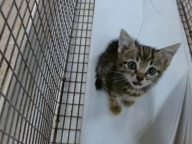 A baby small-sized female Domestic Short Hair cat named Chi for adoption in Miami, FL