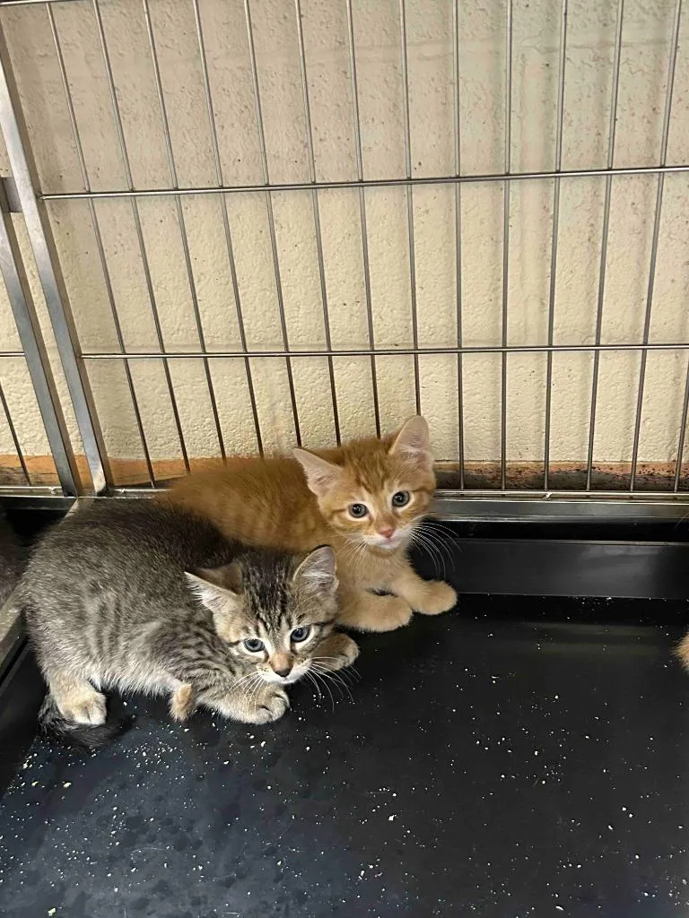 A baby small-sized female American Shorthair cat named Baylor for adoption in Glen Rose, TX