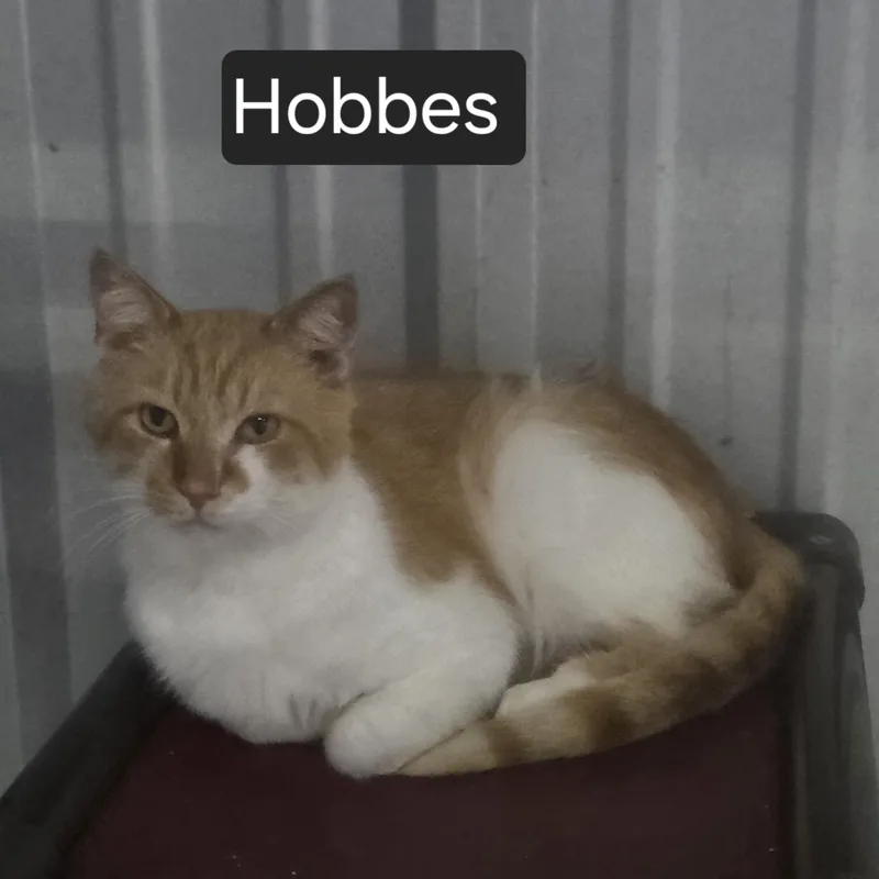 Hobbes