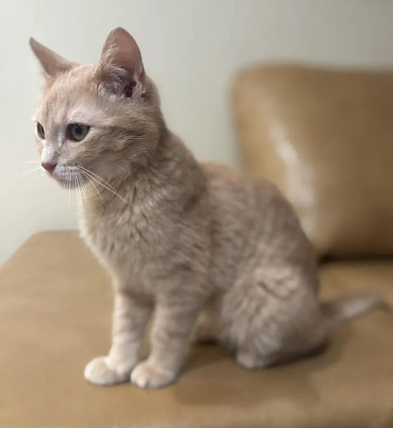 A baby small-sized male Domestic Short Hair cat named Axle for adoption in Urbandale, IA