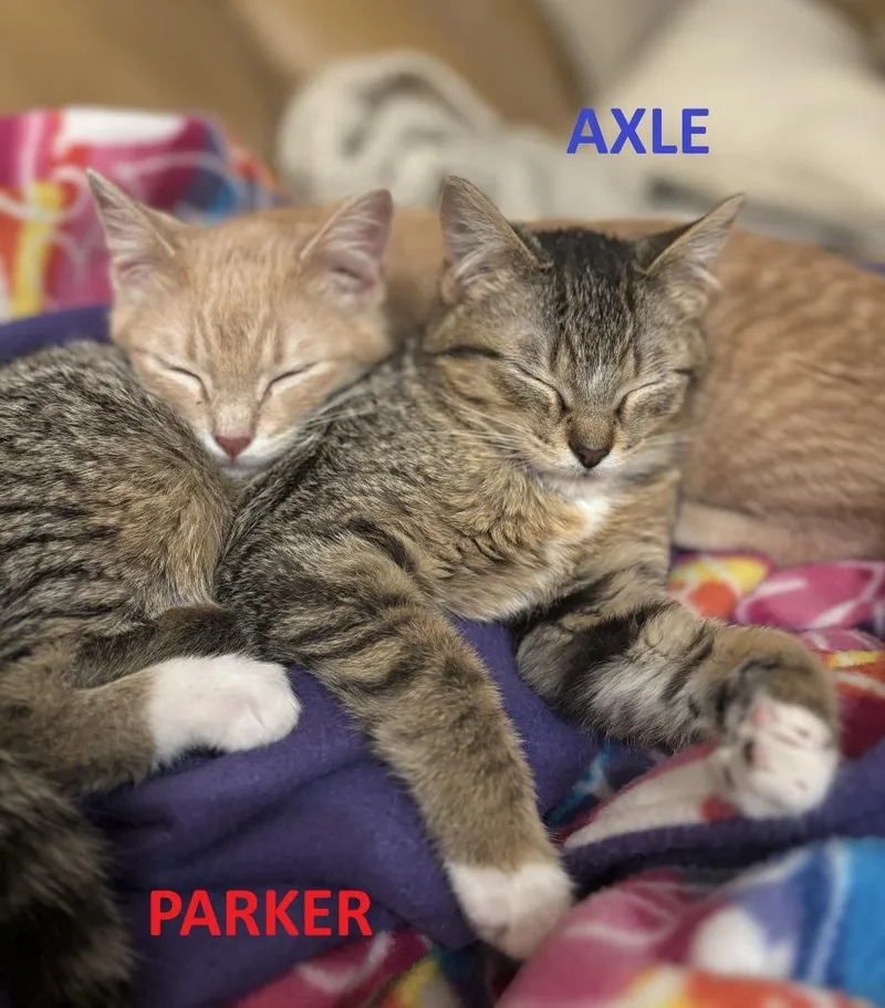 Axle thumbnail 3