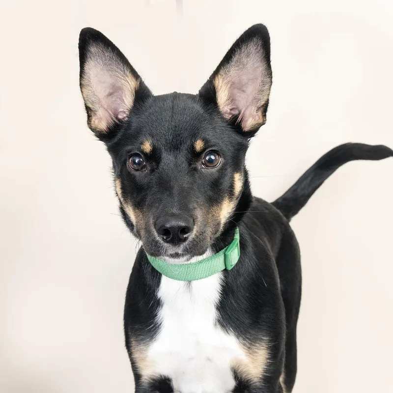 A baby large-sized male Black Mixed Breed dog named Gunter for adoption in Franklin, TN