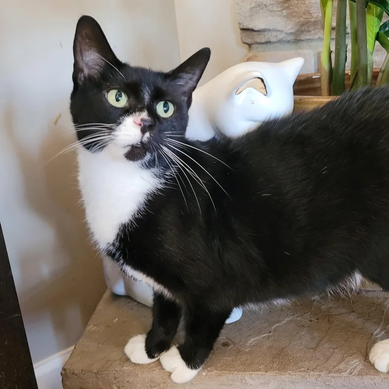A young medium-sized female Black & White / Tuxedo Domestic Short Hair cat named Biscoff for adoption in Whitestown, IN