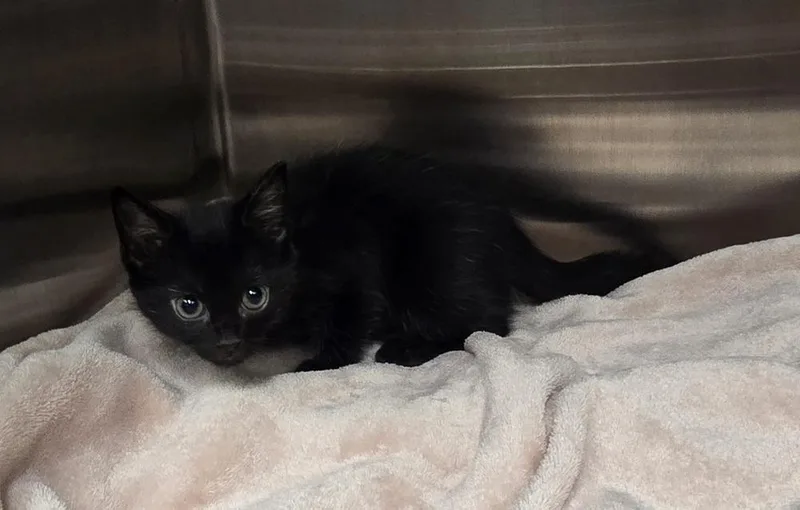 A baby small-sized female Black Domestic Short Hair cat named Noodle for adoption in Dickson, TN