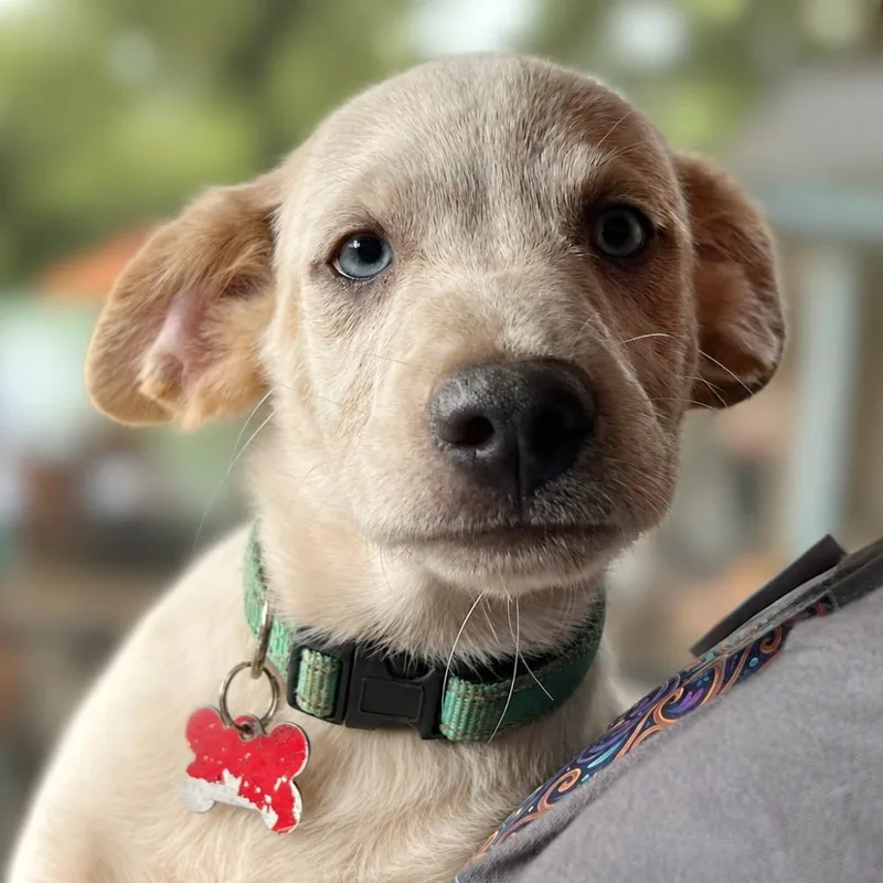 A baby small-sized male Yellow / Tan / Blond / Fawn Labrador Retriever dog named Nixie for adoption in Boerne, TX