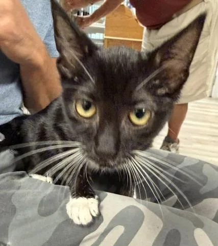 A baby medium-sized male Domestic Short Hair cat named Wolverine for adoption in Windsor, CT
