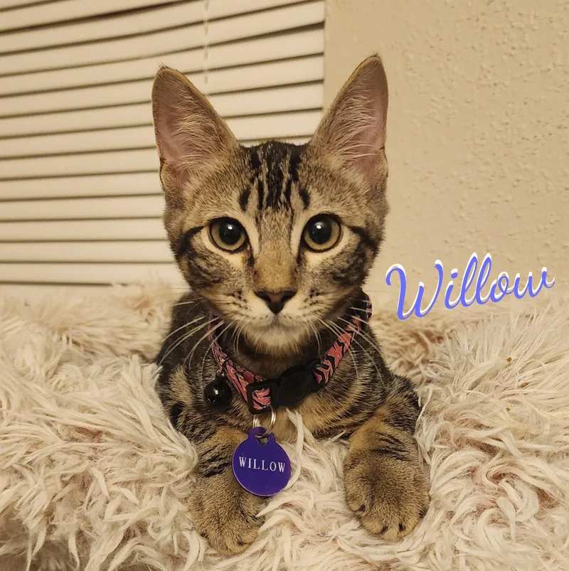 A baby medium-sized female Tabby cat named Willow atticbunch for adoption in Houston, TX