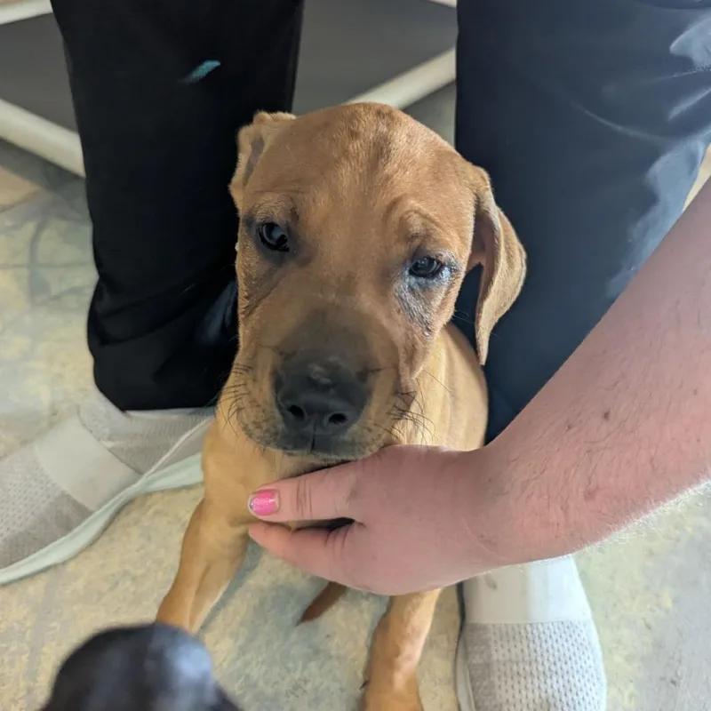 A baby medium-sized male Red / Chestnut / Orange Black Mouth Cur dog named Yellowstone for adoption in Ocala, FL