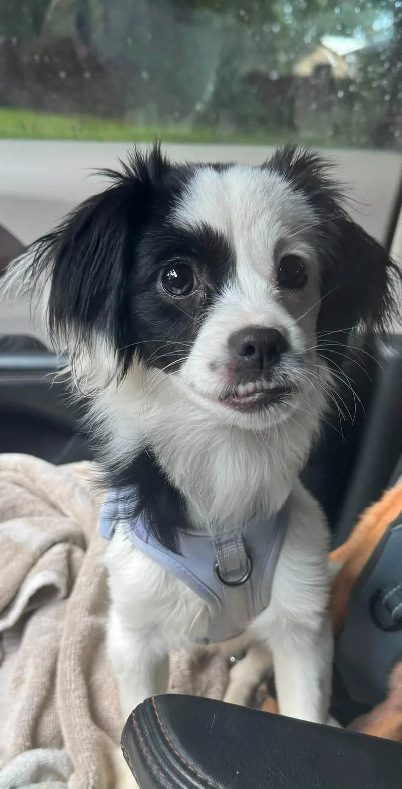 A baby small-sized female Chihuahua dog named Millie for adoption in Navarre, FL