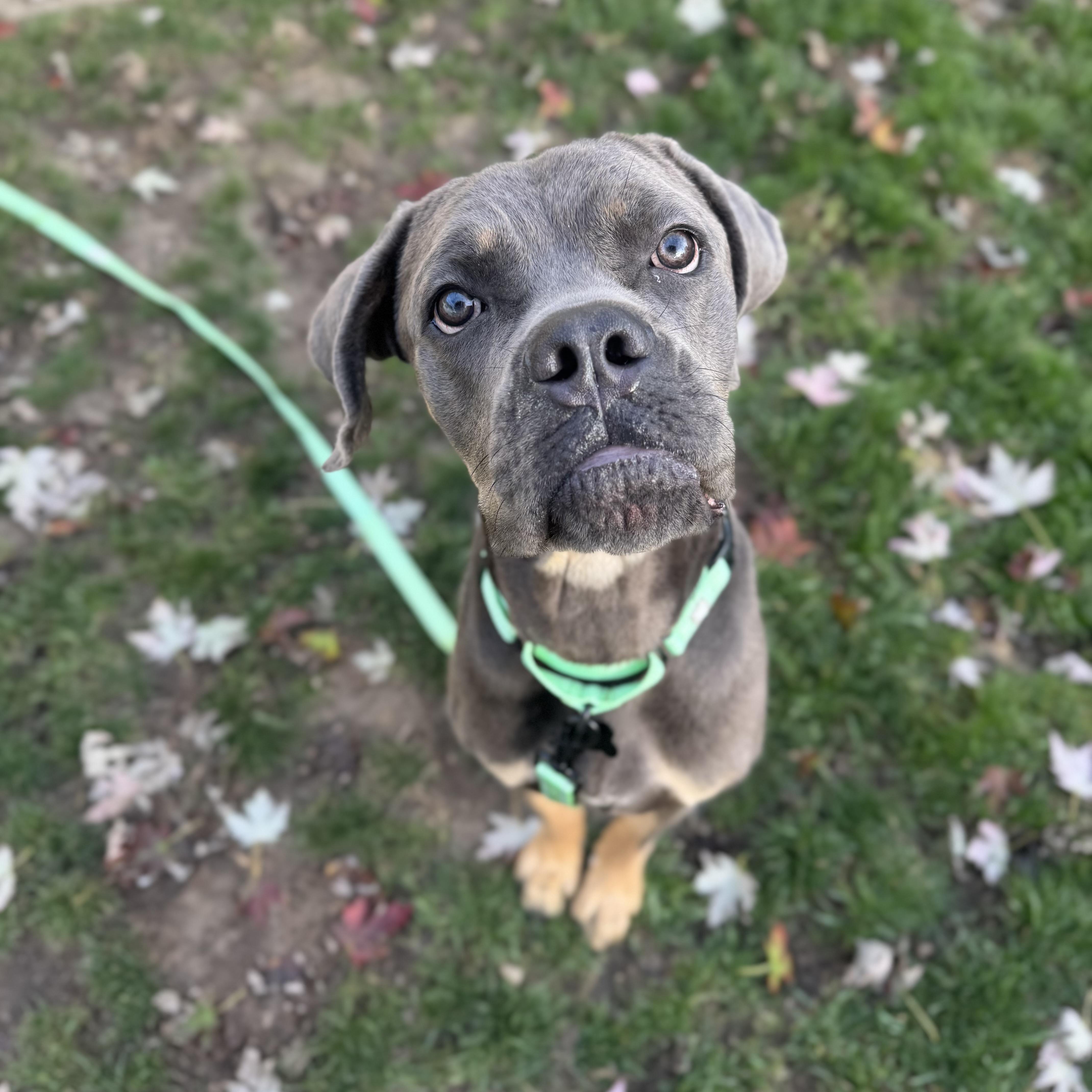 An adult large-sized male Cane Corso dog named Harlan for adoption in China Township, MI