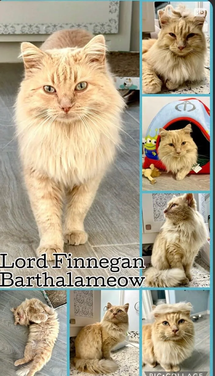 Lord Finnegan Barthalameow
