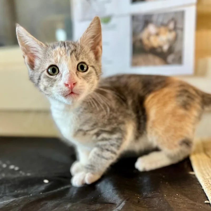 A baby small-sized female Calico Domestic Short Hair cat named Shireen for adoption in Fredericksburg, TX